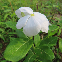 日本で夏にニチニチソウが花を咲かせています