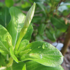 日本で夏にニチニチソウが花を咲かせています