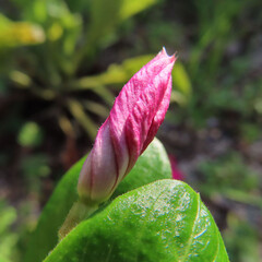 日本で夏にニチニチソウが花を咲かせています