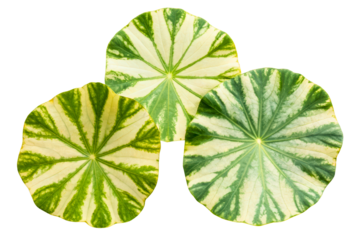 Three variegated nasturtium leaves with a radial pattern isolated with transparent background