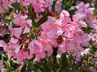 Oleander pink flowers nerium blossom.