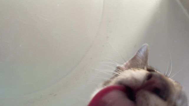 Funny tabby cat licking camera