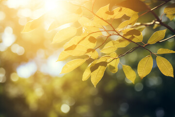 Obraz premium Sun Rays and Bright Lens Flare Through Trees