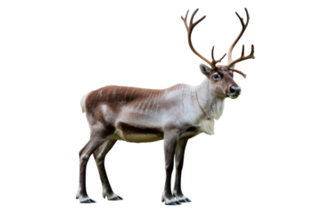A majestic reindeer with large antlers stands against a transparent background, showcasing its beautiful coat and proud stance. background removed
