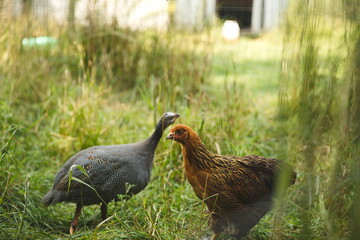 Chickens on a small farm in Ontario, Canada.