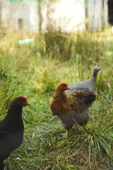 Chickens on a small farm in Ontario, Canada.