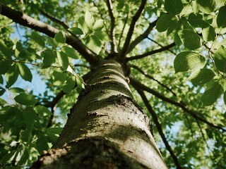 Fototapeta premium Looking up a tall tree trunk towards its green leafy canopy and branches against a bright blue sky, bathed in sunlight.