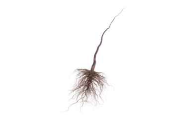 A transparent PNG image showcasing the intricate root system and stem of a young plant against a transparent background. background removed