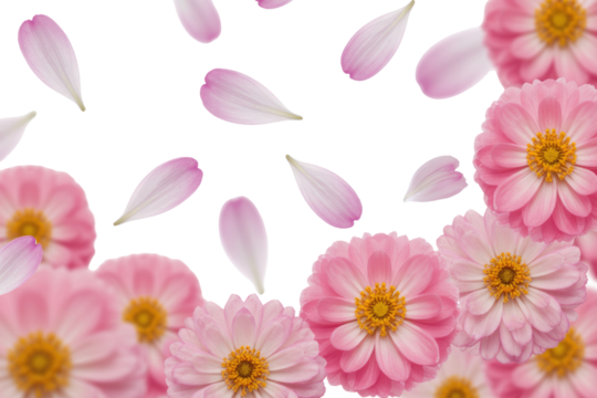 Pink flowers and petals on a transparent background, delicate and beautiful. background removed