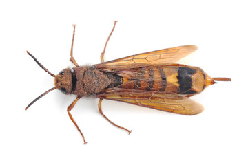 Tremex wasp (Tremex fuscicornis) isolated on white