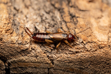 Earwig bug and wooden ground