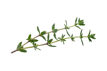 Fresh thyme sprigs isolated on a transparent background, perfect for culinary or medicinal uses. background removed