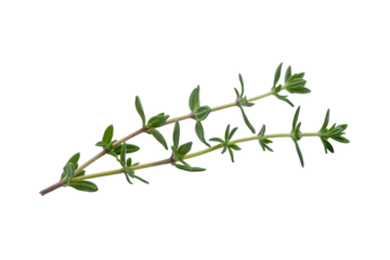 Fresh thyme sprigs isolated on a transparent background, perfect for culinary or medicinal uses. background removed