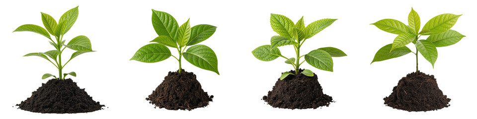 Young green plant with fresh broad leaves growing from soil, symbolizing growth and nature vitality in clean environment