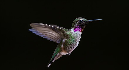 Fototapeta premium A vibrant hummingbird in flight, showcasing its intricate plumage and graceful motion against a stark black background.