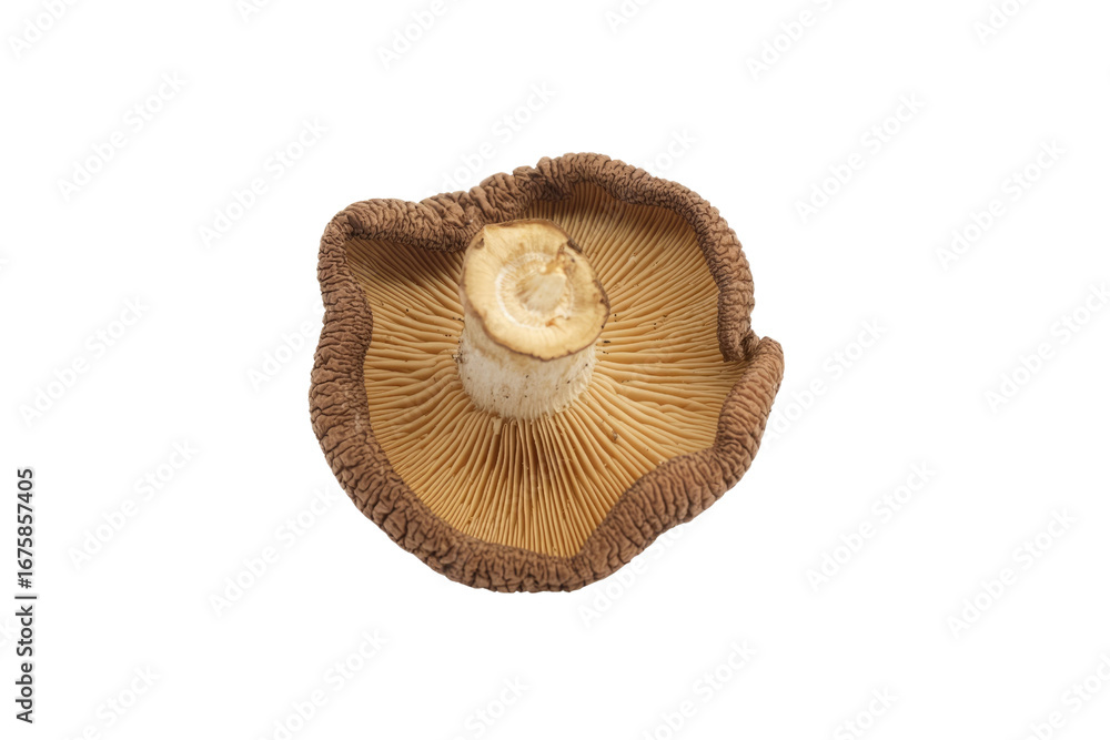 Poster close-up view of a single mushroom with a tan cap and brown edges, isolated on a transparent backgro