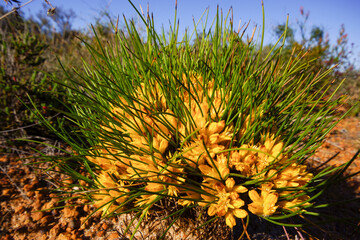 Sheath Conostylis (Conostylis vaginata), yellow flowers appearing in spring, Southern coast of...