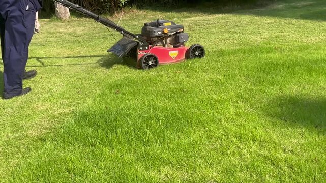Worker mowing green lawn with a red push lawn mower in a garden, cutting grass evenly for landscape maintenance and outdoor gardening work.