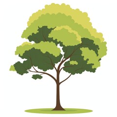 A lush green tree with a broad trunk stands against a solid white background,