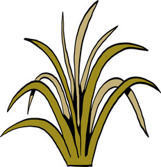 hand drawn illustration of a grass plant.