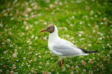seagull on the grass
