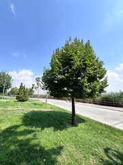 Tilia platyphyllos, large-leaved linden tree in a green park under blue sky. Deciduous shade tree valued for ornamental beauty, fragrant flowers and ecological importance in landscapes.
