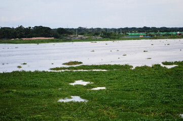 The green plants in the river side
