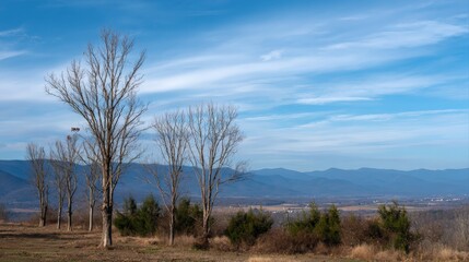 Scenic winter landscape with bare trees and mountain views under blue sky.