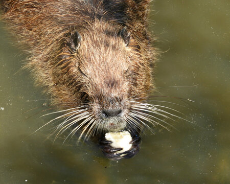 Nutria