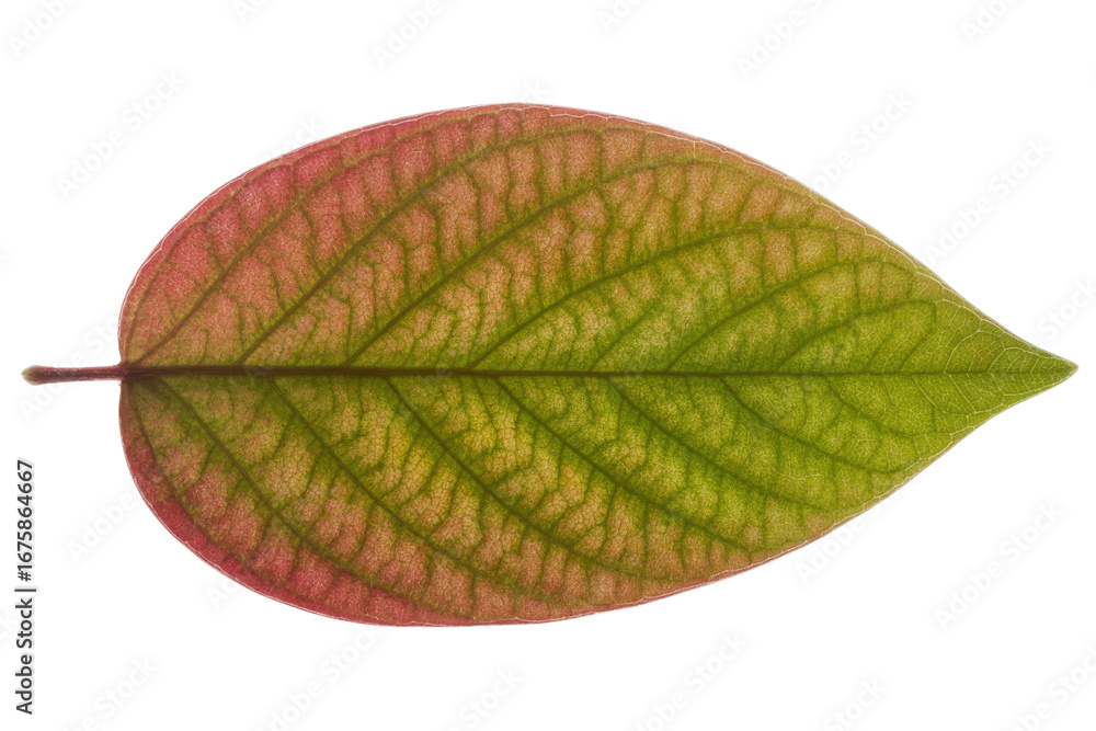 Poster close-up of a single, translucent leaf with red and green hues, isolated on a transparent background