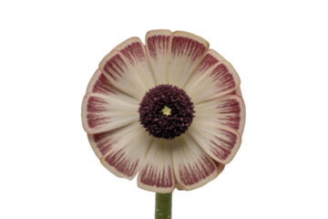Close-up of a single, cream-colored flower with maroon stripes on petals against a transparent background. background removed