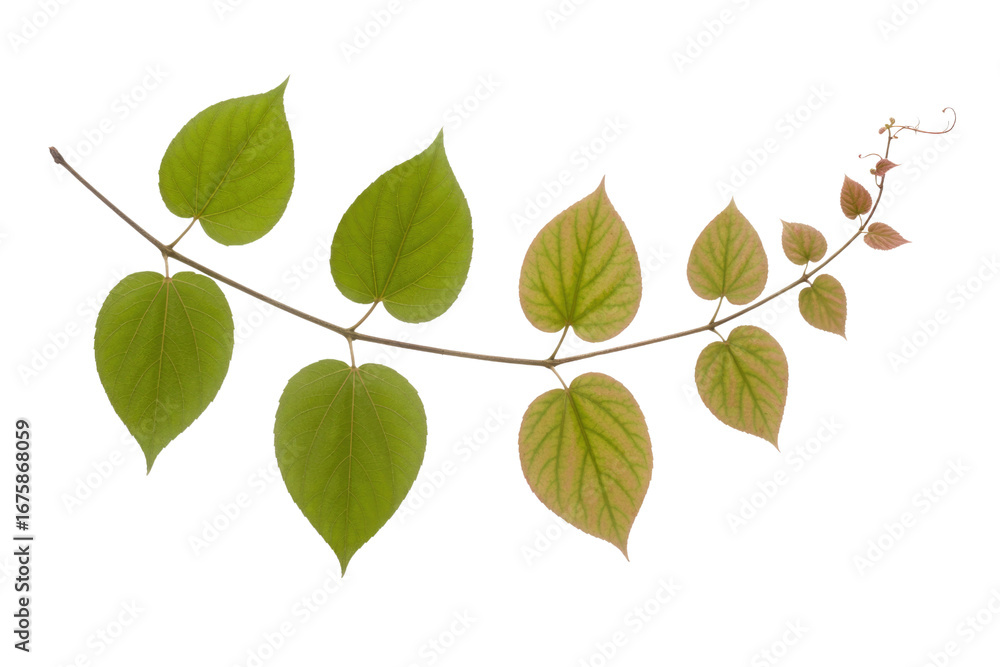 Poster a branch with heart-shaped leaves showing a gradient of green to reddish hues, isolated on a transpa