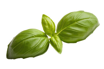 Fototapeta premium A vibrant sprig of fresh basil leaves, isolated on a transparent background. background removed