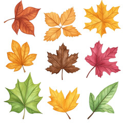 Fototapeta premium Autumn leaf watercolor set colorful isolated nature collection fall