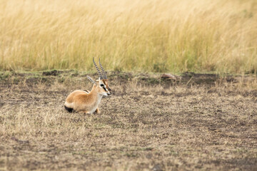 A young Thomson‘s Gazelle, Eudorcas thomsonii, known locally as a Tommie, resting in the grasslands of the Masai Mara, Kenya. A near threatened species in the wild.
