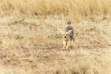 A black-backed jackal, Lupulella mesomelas, stretches in the long grass of the Masai Mara, Kenya.