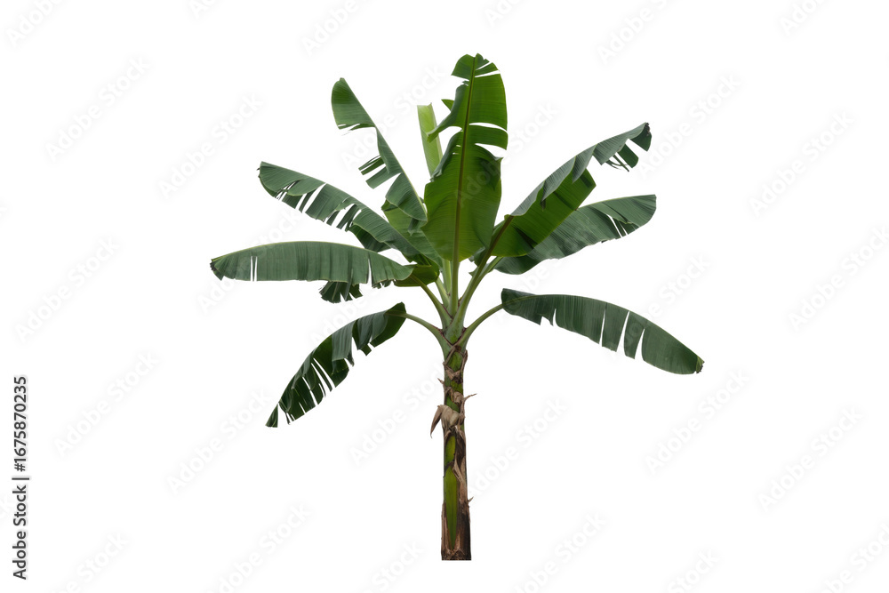 Poster a transparent png image of a banana tree, isolated on a transparent background. background removed