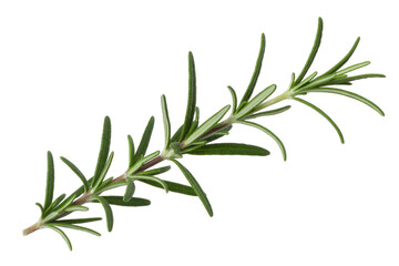 Obraz premium A sprig of fresh rosemary, isolated on a transparent background, showcasing its vibrant green leaves and woody stem. background removed