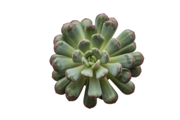 Overhead view of a succulent plant with thick, rounded, pale green leaves with reddish edges, isolated on a transparent background. background removed