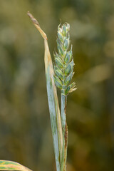 Gelbe Getreidehalmfliege, Chlorops pumilionis