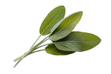 Fototapeta premium A sprig of fresh sage leaves isolated on a transparent background. background removed