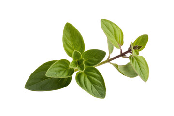 A sprig of fresh oregano with vibrant green leaves, isolated on a transparent background. background removed