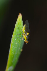 Gelbe Getreidehalmfliege, Chlorops pumilionis