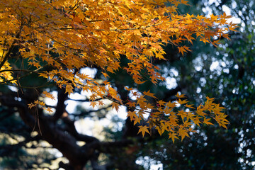 Autumn tree leaves in japanese park