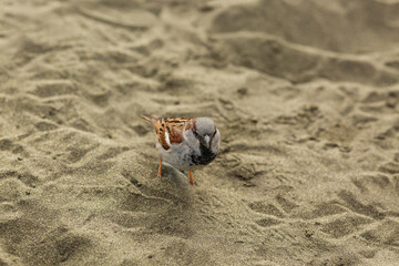 Obraz premium Lonely sparrow bird stand on the sand