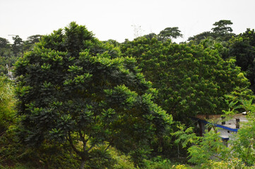 green plant in the village