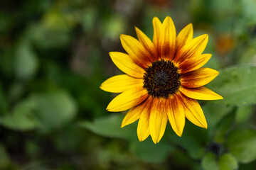 yellow sunflower in the garden