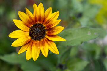 sunflower in the garden