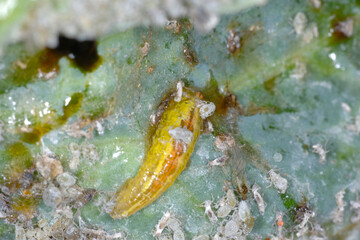 Schwebfliegen, Larve