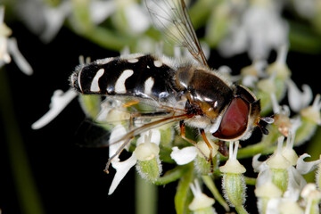 Schwebfliegen, Späte Grossstirnschwebfliege, Scaeva pyrastri